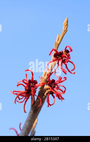 Sorcière hazel (Hamamelis intermedia 'Rubin', Hamamelis intermedia Rubin, Hamamelis x intermedia 'Rubin', Hamamelis x intermedia Rubin), cultivar Rubin Banque D'Images