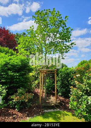 Arbre des tulipes (Liriodendron tulipifera), arbre nouvellement planté de feuilles vertes fraîches, Allemagne Banque D'Images