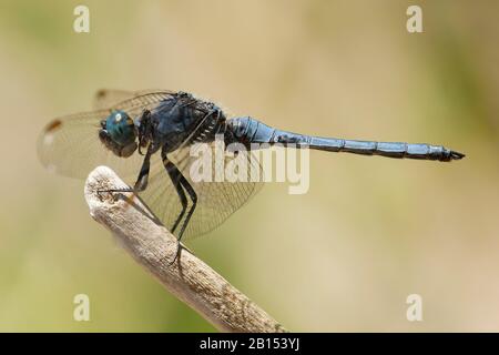 Epaulet Skimmer (Orthetrum chrysostigma), homme à la stipe, vue latérale, Turquie, Mugla Banque D'Images