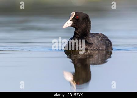 Black coot (Fulica atra), natation, Allemagne, Mecklembourg-Poméranie occidentale Banque D'Images