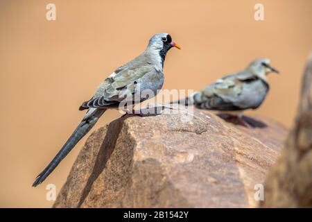 Namaqua colombe (Oena capensis capensis), perchage en couple sur un rocher, vue latérale, Israël Banque D'Images