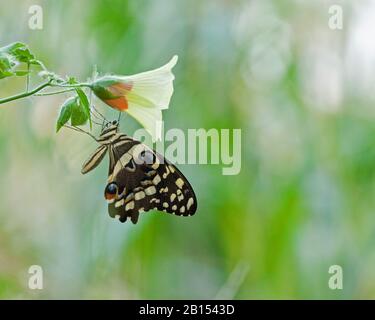 Citrus Swallowtail (Papilio demofocus), assis avec des ailes fermées à une fleur, vue latérale, Gambie Banque D'Images