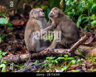 Macaque à queue de porc du Nord (macaca leonina), toilettage de la fourrure d'un autre singe, vue latérale, Thaïlande, Parc national de Khao Yai Banque D'Images