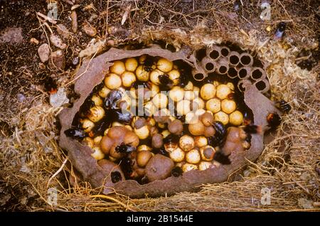 L'abeille à queue rouge (Bombus lapidarius, Pyrobombus lapidarius, Aombus lapidarius), ouvre le nid, Allemagne Banque D'Images