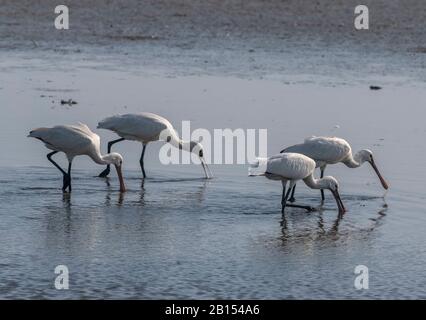 Groupe de spoonbill eurasien, Platalea leucorodia, se nourrissant dans un lagon côtier peu profond, Bretagne. Banque D'Images