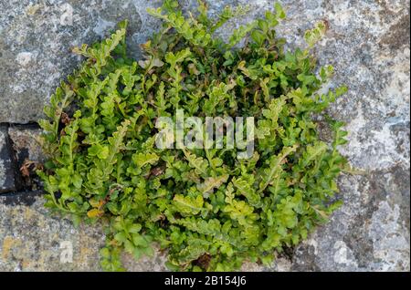 Un type de fern, Sea rate, Asplenium marinum, qui pousse parmi les rochers près de la mer. Banque D'Images