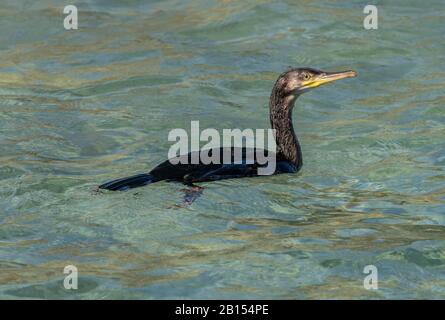 Cormorant commun, Phalacrocorax carbo, nourrissant des eaux peu profondes sur la côte rocheuse. Banque D'Images