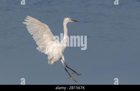 Little egret, Egretta garzetta en vol au-dessus de la lagune côtière, entrant dans la terre. Banque D'Images