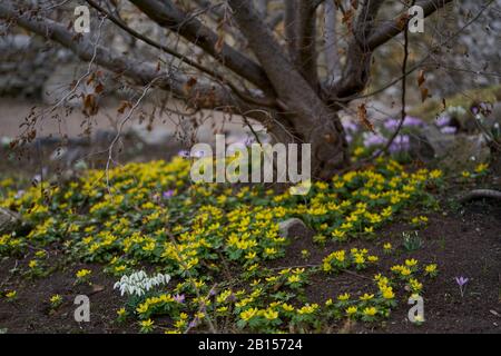 Eranthis hyemalis, les aconites aconites d'hiver Banque D'Images