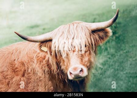 Vache highland velues, symbole écossais l'Écosse, Royaume-Uni Banque D'Images