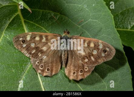 Papillon en bois moucheté, Parage aequeria, génération de fin d'été dans le jardin, Dorset. Banque D'Images