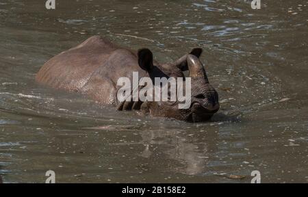 Rhinocéros indiens, Rhinoceros unicornis, baignade en rivière le jour chaud. Banque D'Images