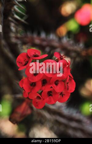 Photo macro en gros plan d'un bouquet de petites fleurs rouges, sur une couronne de Thorns Cactus dans le magnifique jardin, Sydney Royal Botanic Gardens, Australie Banque D'Images