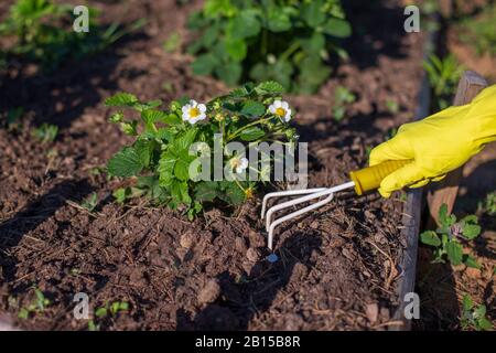 Gants jaunes, desserrés avec de petites râteaux à main jaune, sol près du buisson de fraise dans le jardin, un jour ensoleillé été. Gros plan Banque D'Images