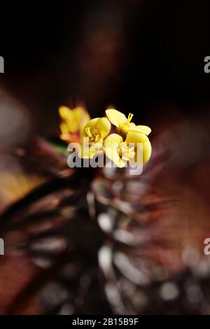 Une macro photo rapprochée d'un bouquet de petites fleurs jaunes, sur une couronne de Cactus Thorns dans le magnifique jardin botanique, le Royal Botanic Gardens Sydney Banque D'Images