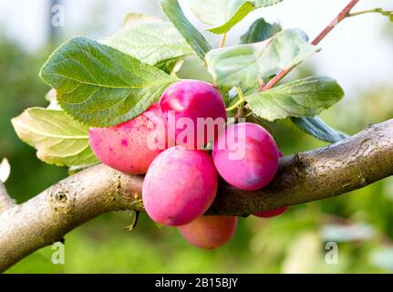 Prune Tree avec des fruits mûrs de prune. Branches avec fruits juteux au coucher du soleil. Gros plan sur les prunes mûres sur la branche. Prunes biologiques arbre dans un verger. Pl Banque D'Images