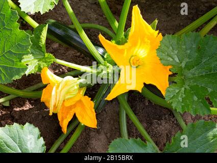 Usine de zucchini. Courgettes avec fleurs et fruits dans le champ. Moelle végétale verte qui pousse sur la brousse. Les courgettes s'épanouissent. Banque D'Images