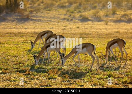 Springbok antilopes (Antidorcas marsupialis) pacage tôt le matin, désert de Kalahari, Afrique du Sud Banque D'Images