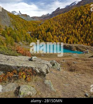 Moosjisee avec de l'eau turquoise du lac et forêt de mélèzes aux couleurs d'automne dans la région de Zermatt. Vu sur le lac 5 randonnée pédestre. Banque D'Images