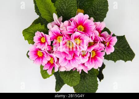 Vue de dessus sur les fleurs blanches et roses isolées, fond blanc - primrose, primula aculis (foyer sélectif) Banque D'Images