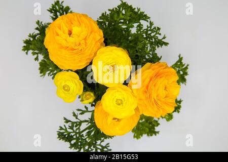 Vue de dessus sur les têtes de fleurs jaunes de bouquet isolées et les feuilles vertes avec fond blanc - ranunculus asiaticus, buttercup Banque D'Images