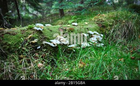 Un groupe de toadtabourets ou de champignons non identifiés qui poussent sur un tronc d'arbre pourri sur le sol forestier dans la forêt aux chutes de Plodda 22/09/19 Banque D'Images