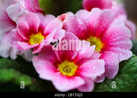 Makro gros plan de fleurs blanches et roses humides isolées avec gouttes de pluie - primrose, primula aculis (foyer sélectif) Banque D'Images