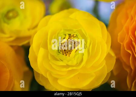 Macro fermeture de la tête de fleur humide d'orange jaune avec des gouttes d'eau - ranunculus asiatico, buttercup Banque D'Images