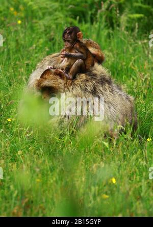 Des Macaques Ludiques Banque D'Images