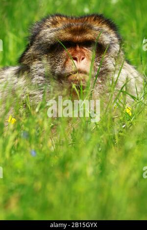 Des Macaques Ludiques Banque D'Images