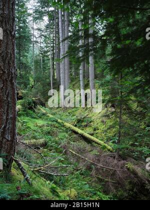 Une glade debout et de mousse couvrait des arbres tombés sur le sol forestier dans la forêt aux chutes de Plodda 22/09/19 Banque D'Images