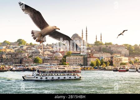 Des mouettes volantes sur la Corne d'Or à Istanbul, en Turquie Banque D'Images