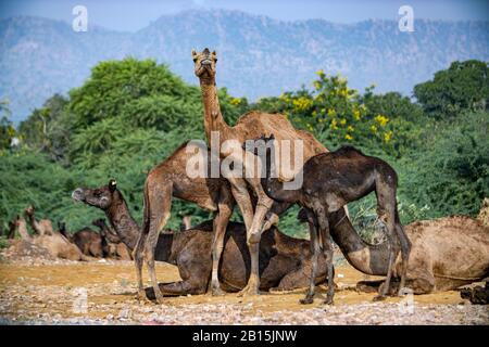 Des chameaux à la foire de Pushkar, également appelé le chameau de Pushkar Fair ou localement comme Kartik Mela est un multi-annuel de l'élevage et la culture équitable jour tenue à th Banque D'Images