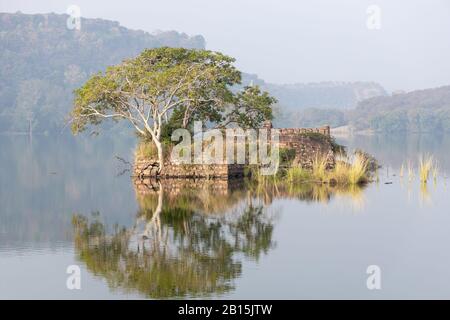 Jungle Inde. Parc National De Ranthambore Rajasthan Inde. Belle nature de l'Inde Banque D'Images
