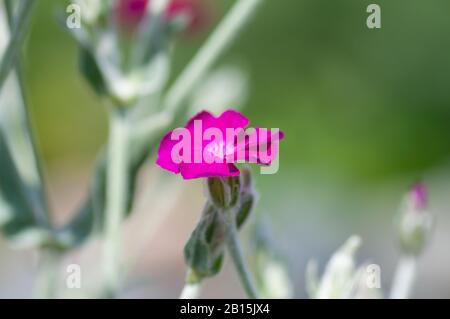 La nation turque en pleine floraison sur fond flou. Dianthus barbatus. Famille Des Caryophyllaceae. Banque D'Images