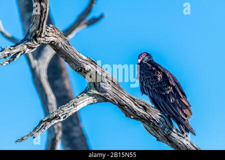 Un Vautour de dinde (Cathartes aura) perché sur un tronc d'arbre barraché à Orlando Wetlands Park, Floride, États-Unis. Banque D'Images
