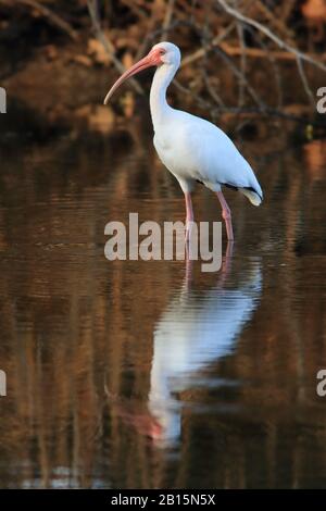 Ibis blanc (Eudocimus albus) dans un ruisseau. Playa Brasilito, Guanacaste, Costa Rica. Banque D'Images