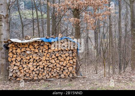 dans la forêt entre deux arbres, il y a une pile de bois haché recouvert d'une bâche Banque D'Images