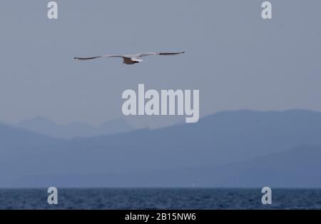 Seagulls Glyfada Athènes Attica Grèce Banque D'Images