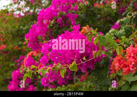 Des fleurs roses et lumineuses de bougainvillea aux couleurs variées parmi les feuilles vert vif Banque D'Images