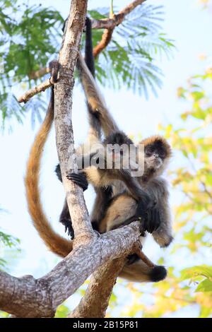 Le singe araignée d'Amérique centrale (Ateles geoffroyi) la lecture. Parc national Santa Rosa, Guanacaste, Costa Rica. Mai 2017. Banque D'Images