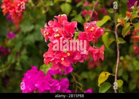 Belles fleurs roses vives et élégantes Banque D'Images