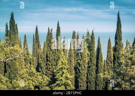 Cypress arbres sur le fond de la mer Noire en Crimée. Vue panoramique panoramique sur les conifères verts. Une haie de beaucoup de cyprès en été. Paysage o Banque D'Images