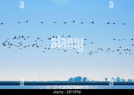 Troupeau de flamants roses volant sur les champs de riz. Bande de terre avec des arbres à l'horizon. Ciel bleu clair et bleu clair jour Banque D'Images