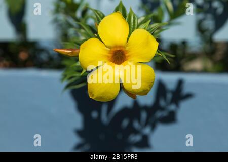 Élégante fleur d'Allmanda jaune vif, baignée de lumière directe du soleil, devant une clôture de piquetage en bois bleu Banque D'Images