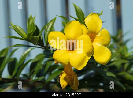 Les élégantes fleurs d'Allamanda jaune vif baignent dans la lumière directe du soleil devant une clôture de piquetage en bois bleu Banque D'Images