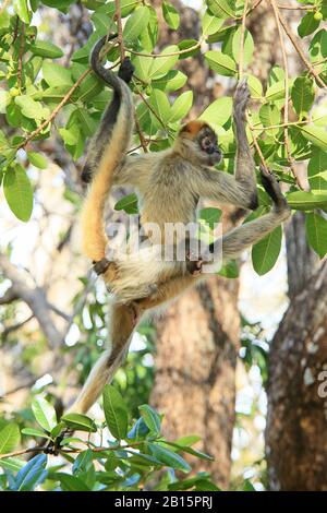 Monkeys d'araignée d'Amérique centrale (Ateles geoffroyi) - mère et bébé. Parc National De Santa Rosa, Guanacaste, Costa Rica. Mai 2017. Banque D'Images