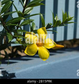 Élégante fleur d'Allamanda jaune vif, baignée de lumière directe du soleil, devant une clôture de piquetage en bois bleu Banque D'Images