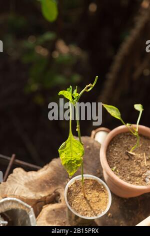 Une plante de poivre qui pousse de nouvelles feuilles alors que sa seule grande feuille est en train de mourir Banque D'Images