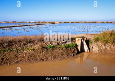 Canal de division avec eau sale peu profonde sur les rizières, hiver, Séville, Espagne Banque D'Images